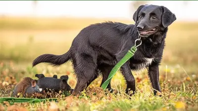 10 Best Eco Poo Bags for Eco-Conscious Dog Owners in 2023