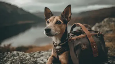 How to Choose the Perfect Dog Bags for Your Pet Adventures