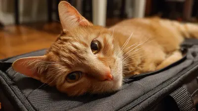 How to Choose the Perfect Cat Carrying Bag for Your Feline Friend